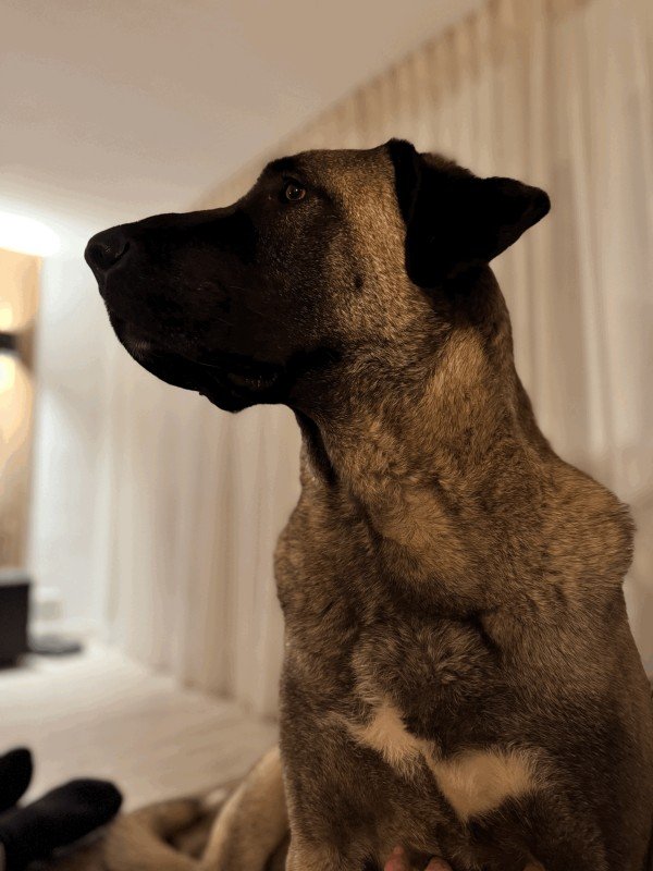 Nala