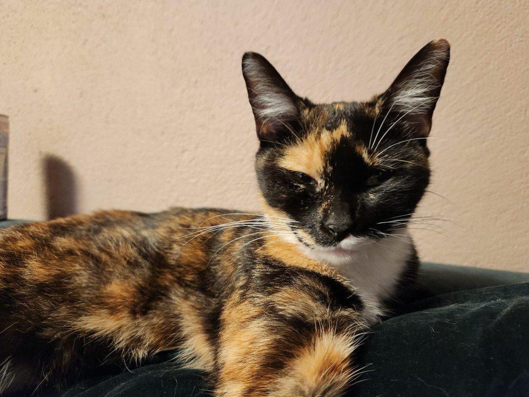 Elsa