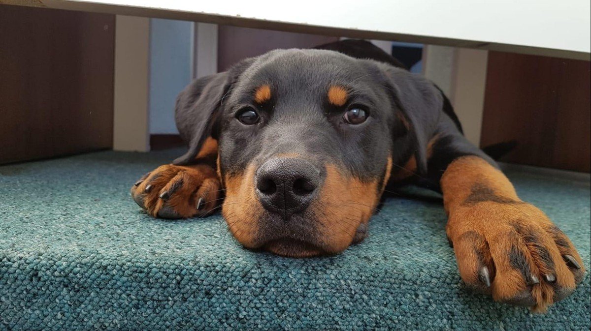 Diesel