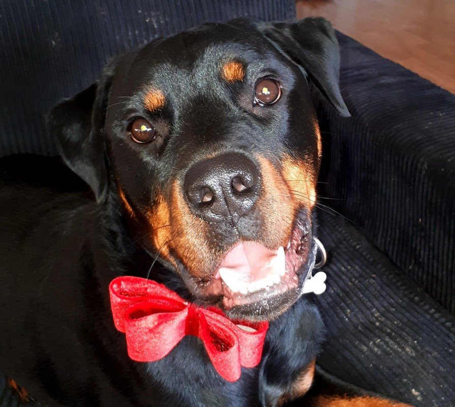 Diesel