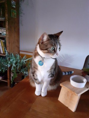 Bibi