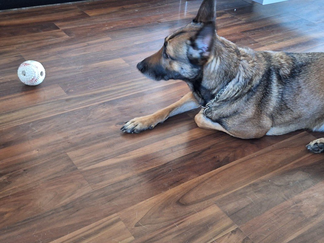 Norma