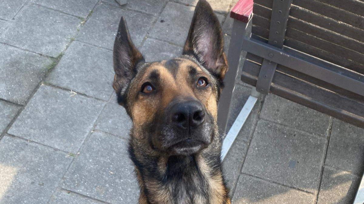Norma