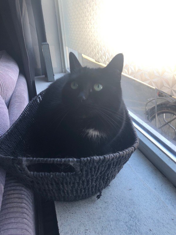 MIMI