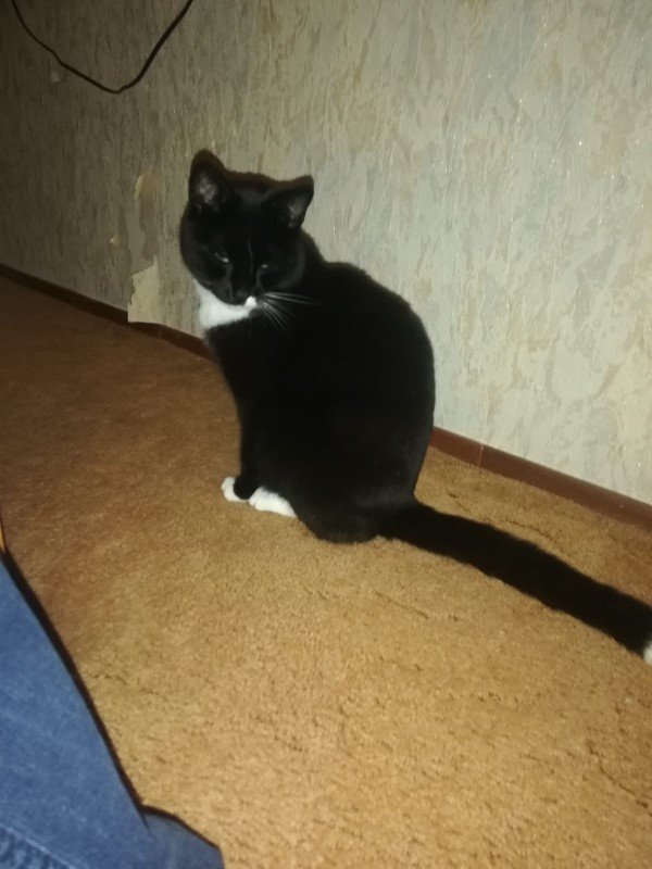 *SPOED* Luna