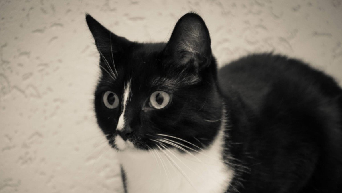 *SPOED* Luna