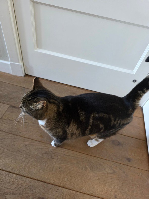 Mimi
