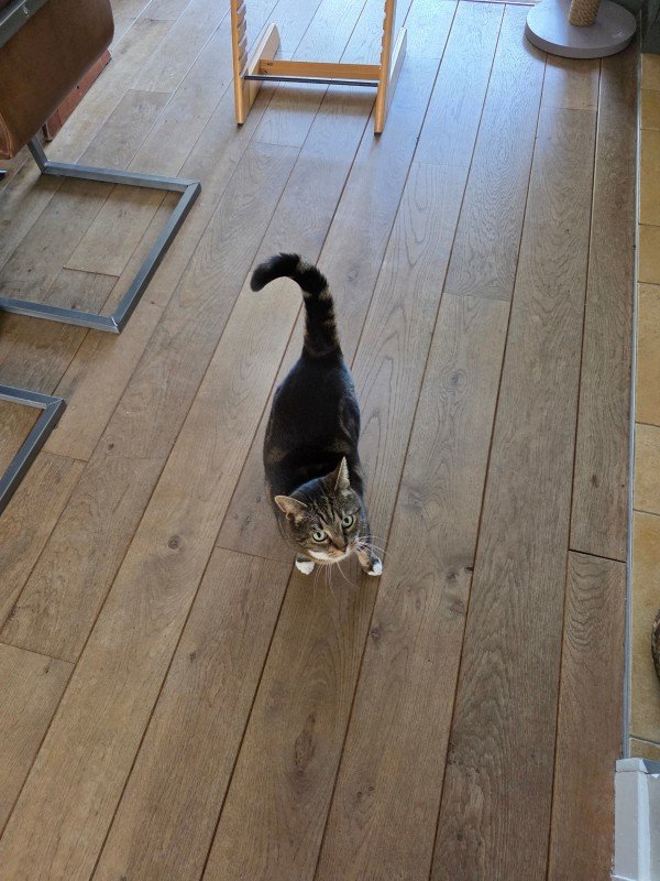 Mimi