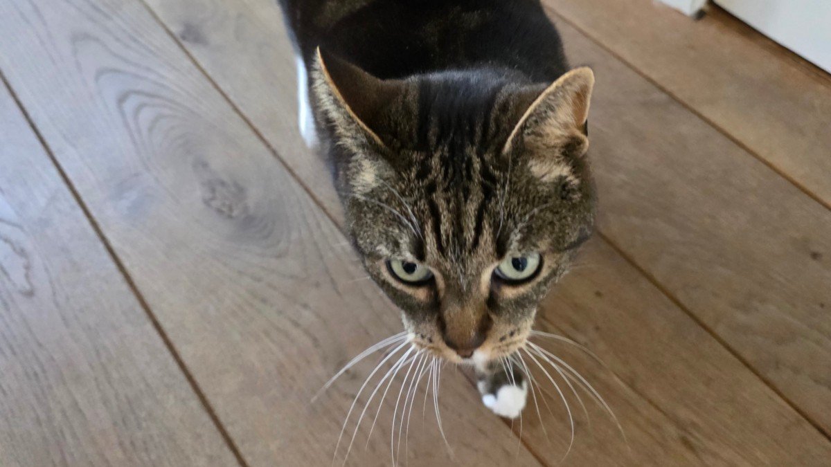Mimi
