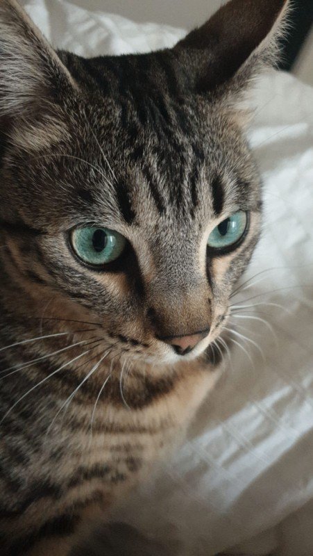 Tobi