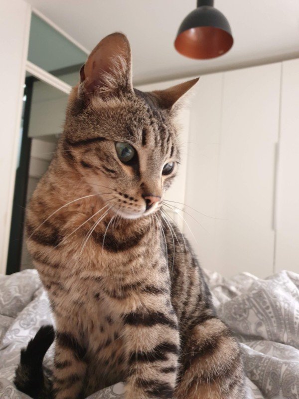 Tobi