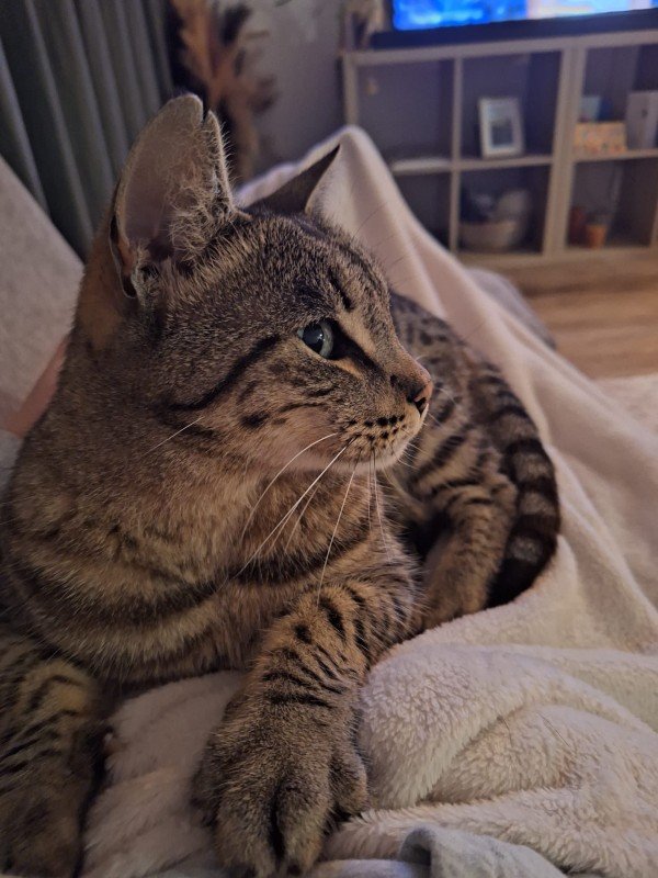 Tobi