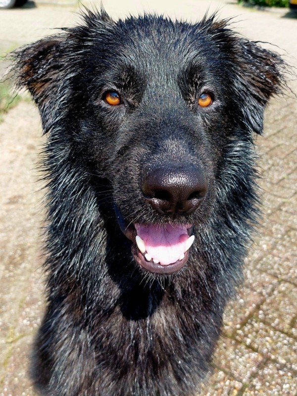 Fynn