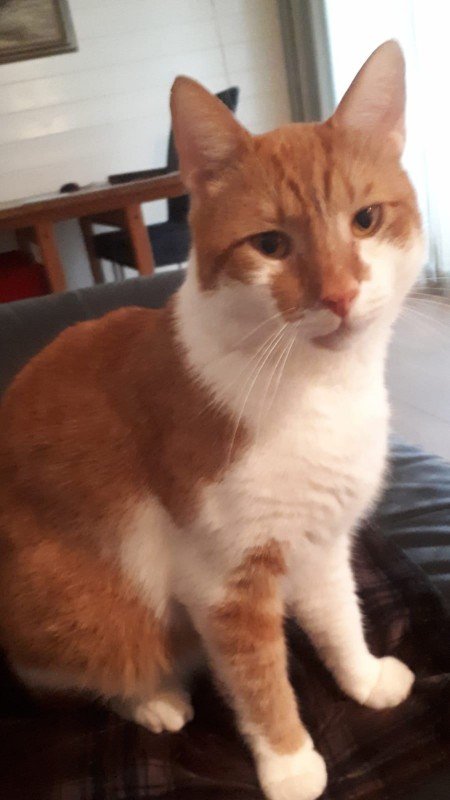 Tobias