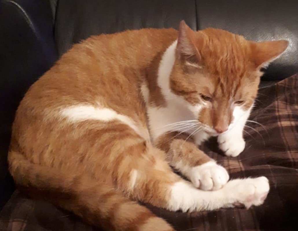 Tobias