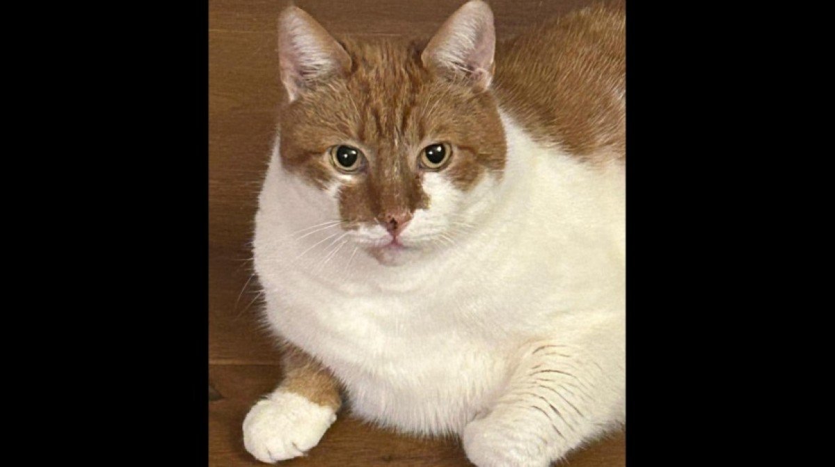 Tobias