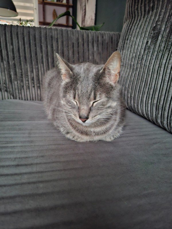 Mormel