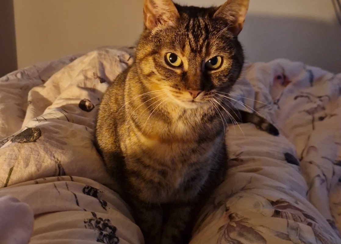 Lilly