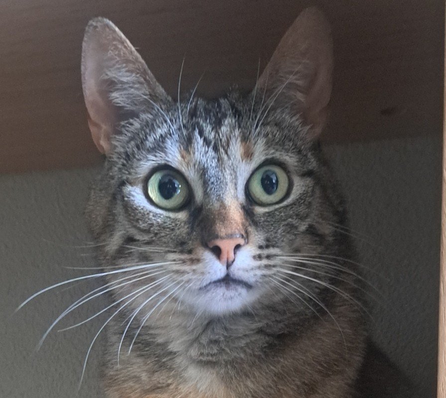 Lilly
