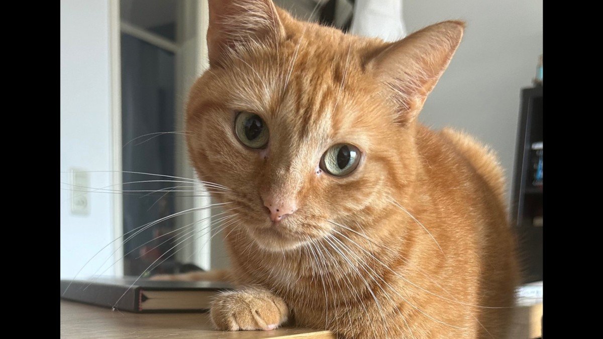 George