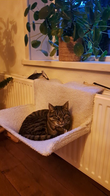 Cato