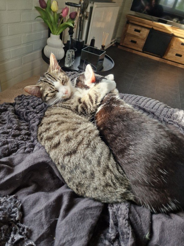 Tijger