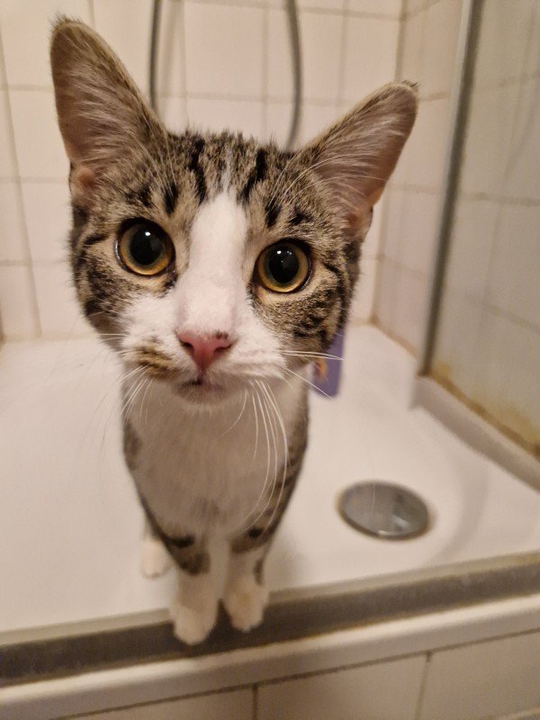 Tijger