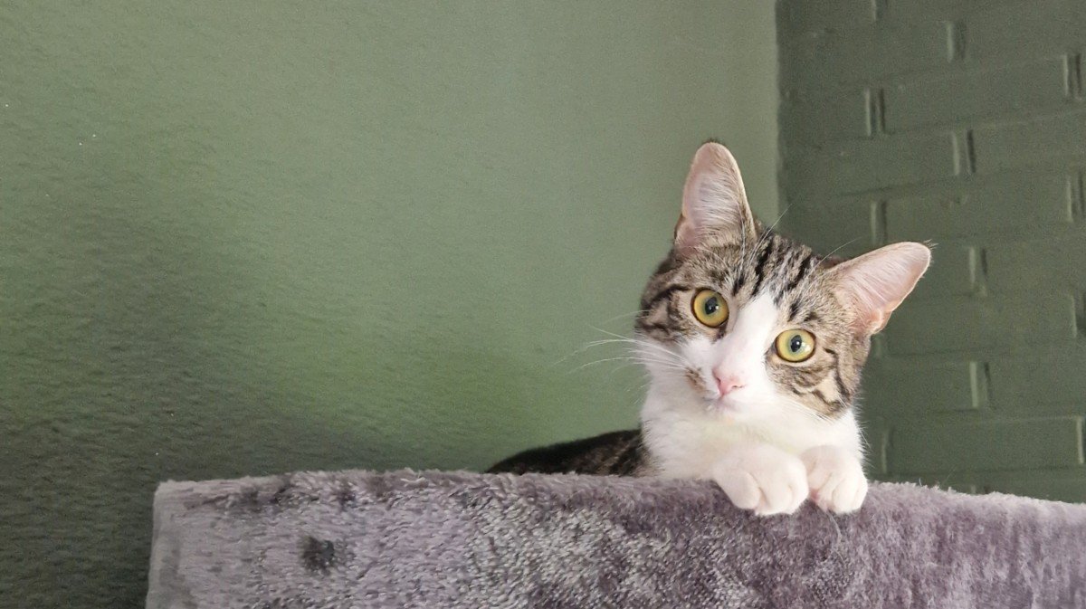 Tijger