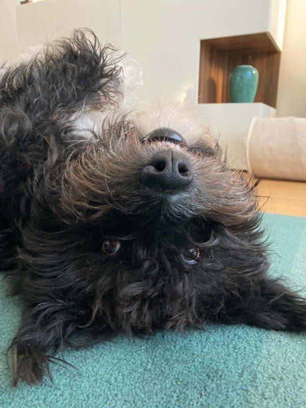 Pipa