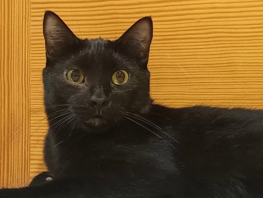 Salem