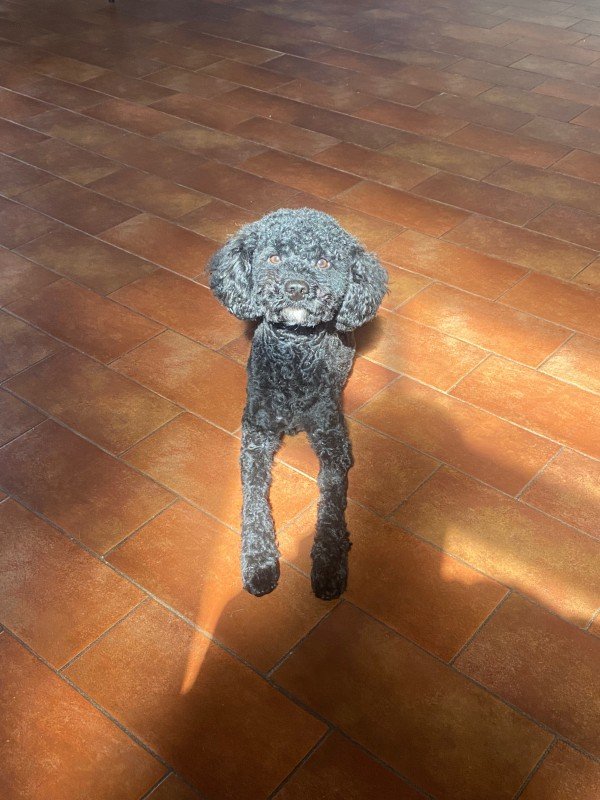 Teddy