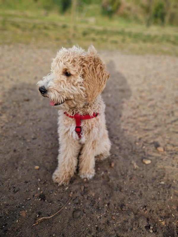 Toby