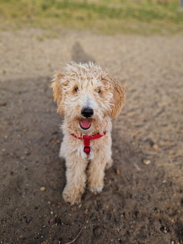 Toby