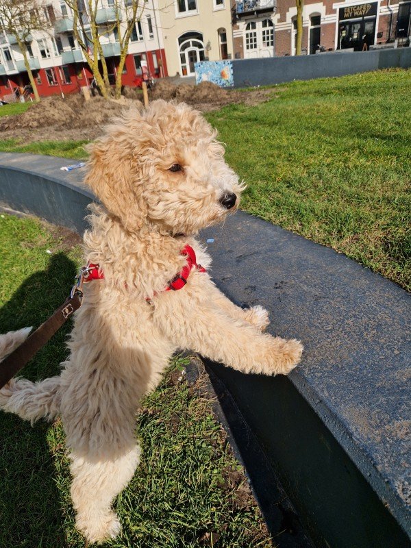 Toby
