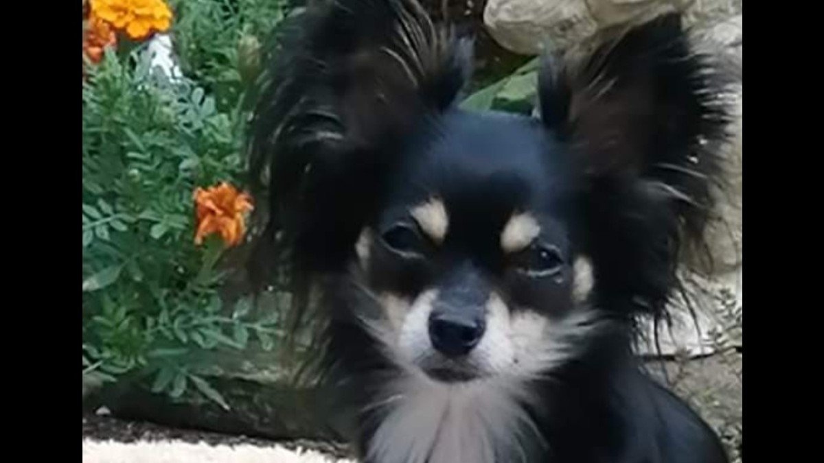 Bowie