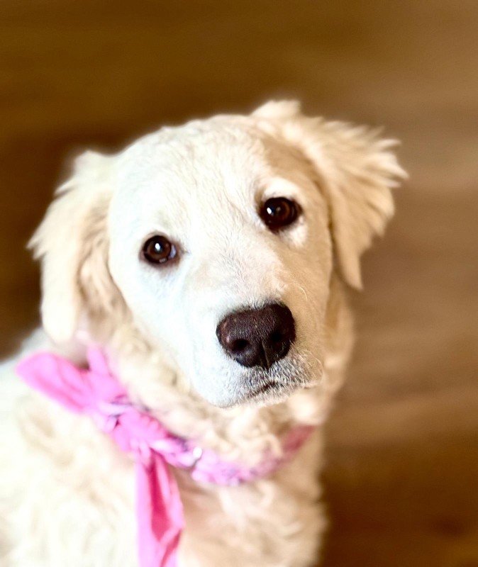 Heidi