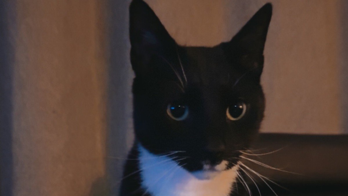 Lio
