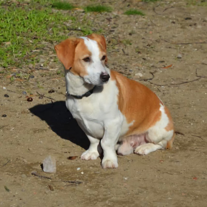 Paddo