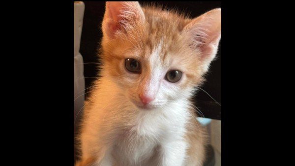 Cayenne