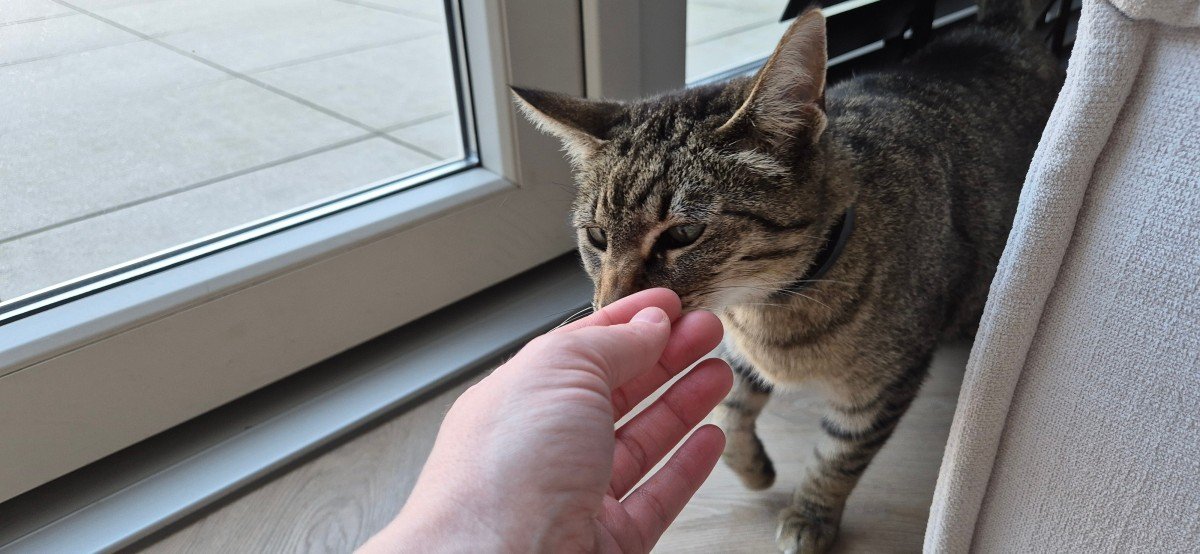 Minou