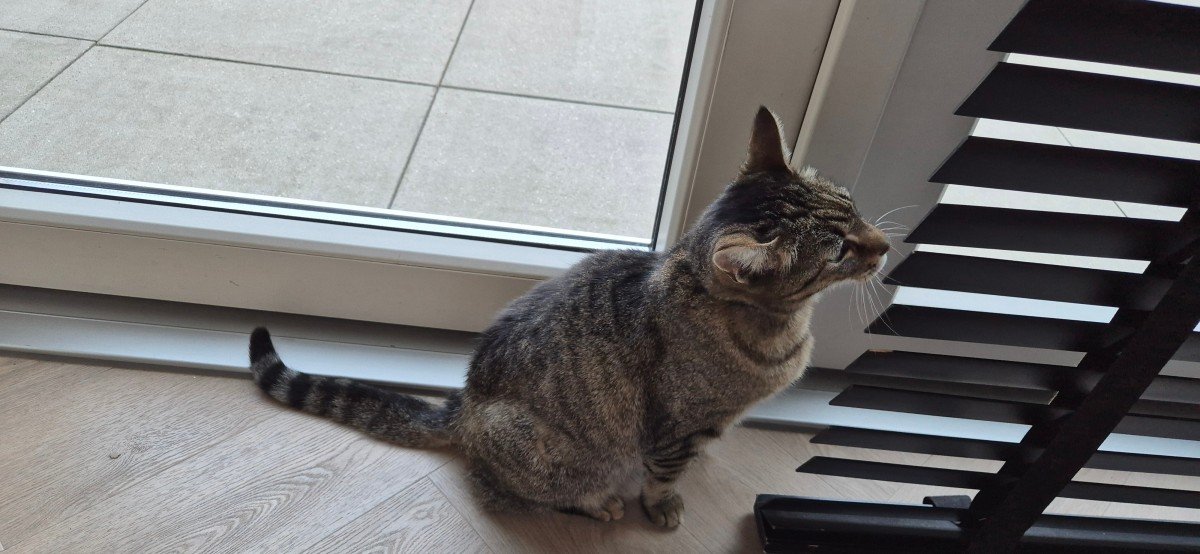 Minou