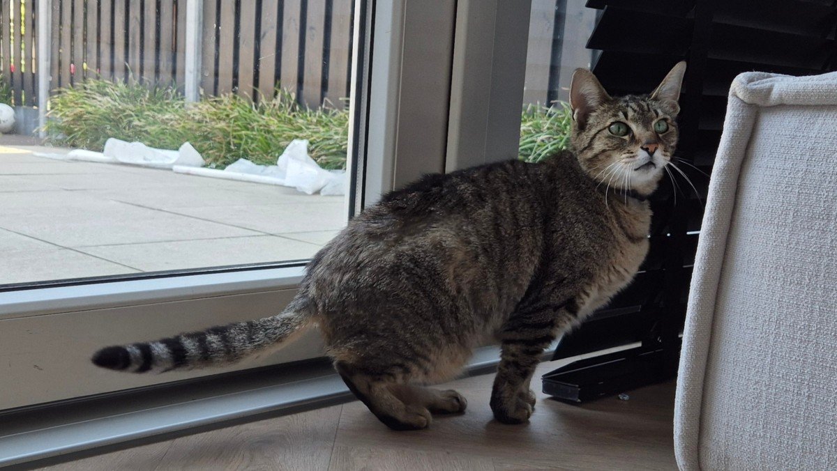 Minou