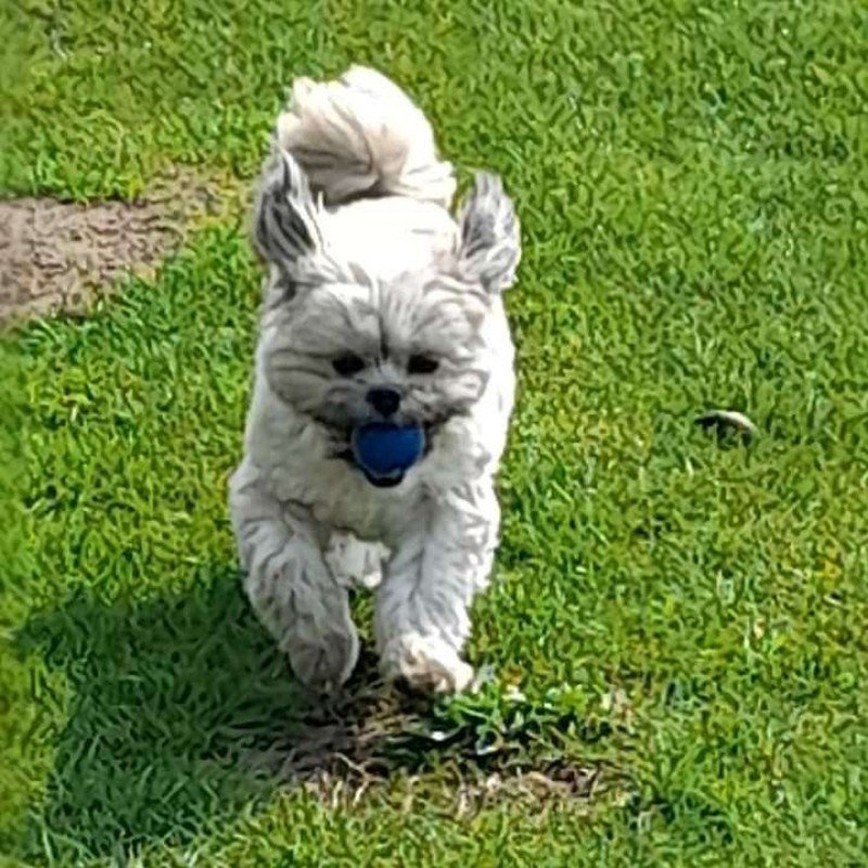 Marley