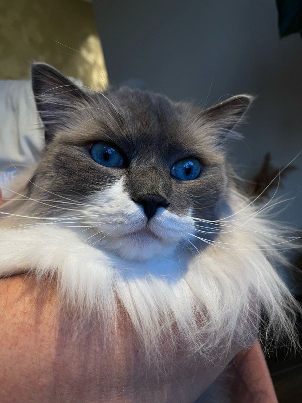 Milo