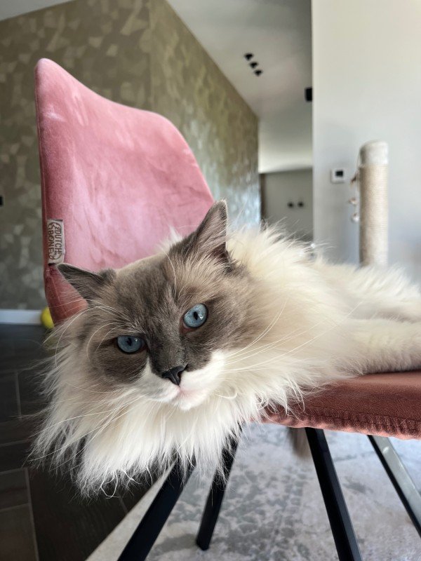 Milo