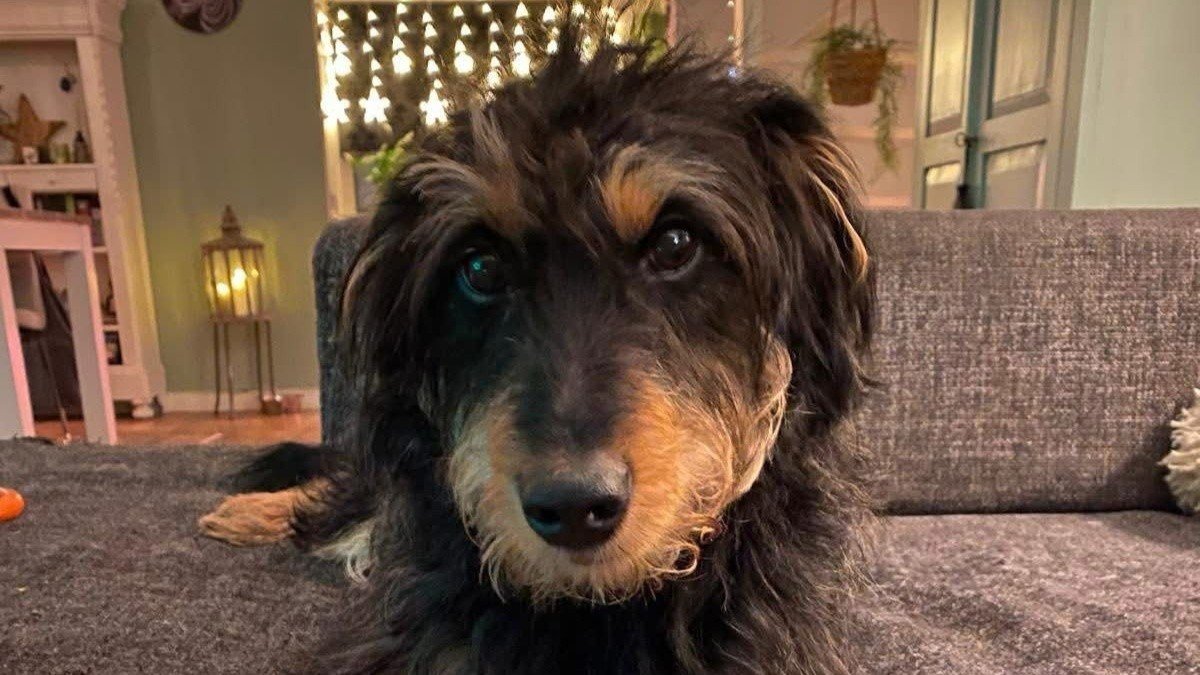 Louie