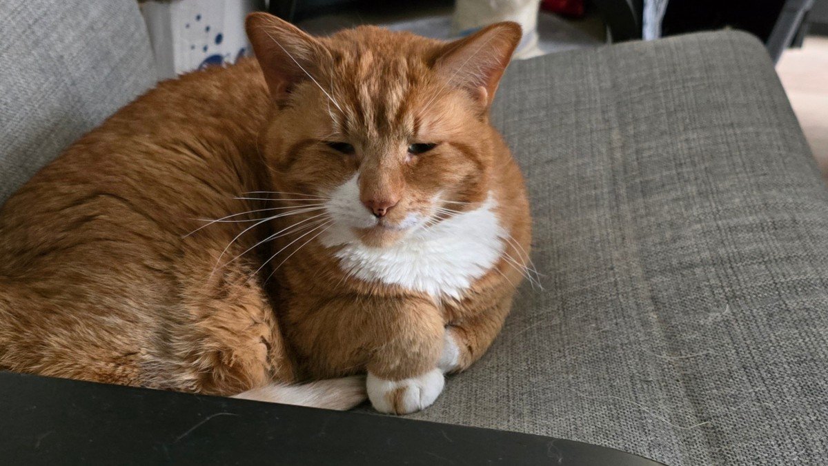 Simba