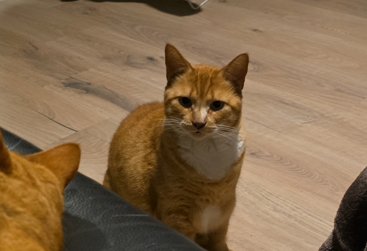Gizmo