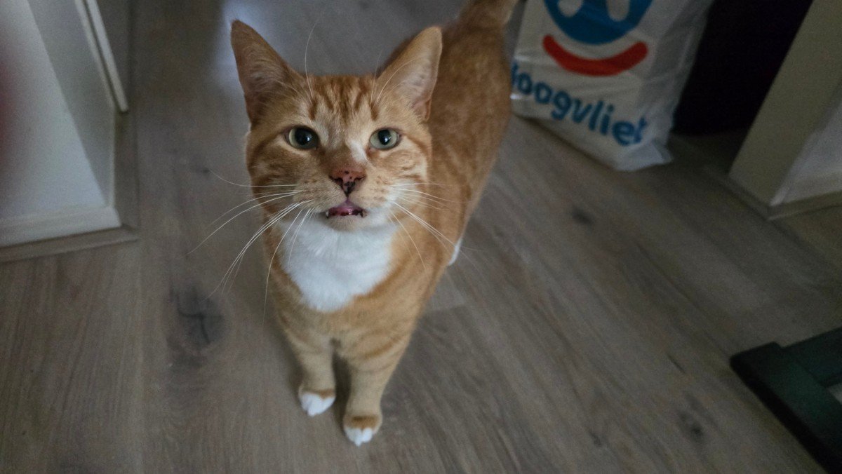 Gizmo