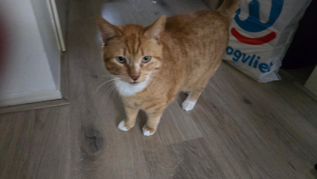 Gizmo